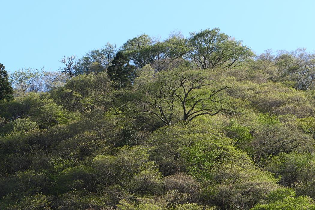 e0143883_1846679.jpg