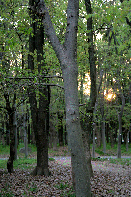 f0083400_21181427.gif