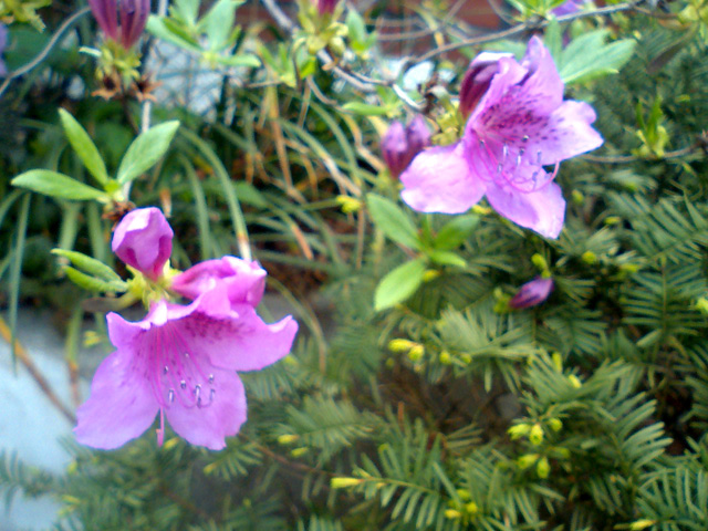 a0101715_1461540.jpg