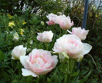 f0036223_1036438.jpg