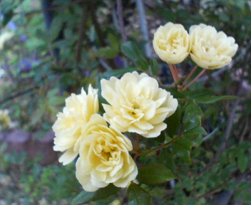 f0036223_19361133.jpg