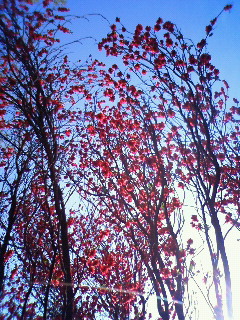a0101525_18121365.jpg