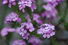 f0147025_9222843.jpg