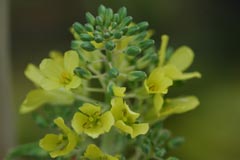 f0147025_9242031.jpg