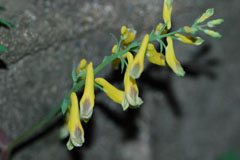f0147025_9283738.jpg