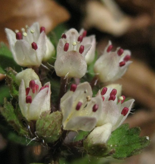 e0145033_10544370.jpg
