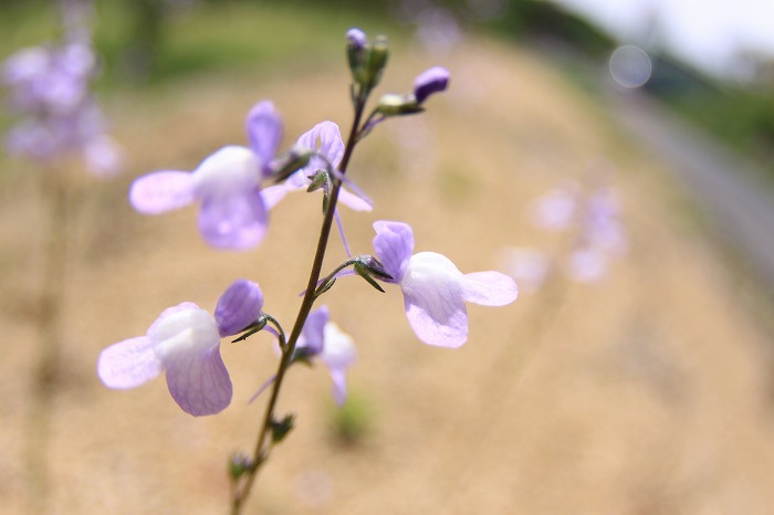 b0168041_2081810.jpg