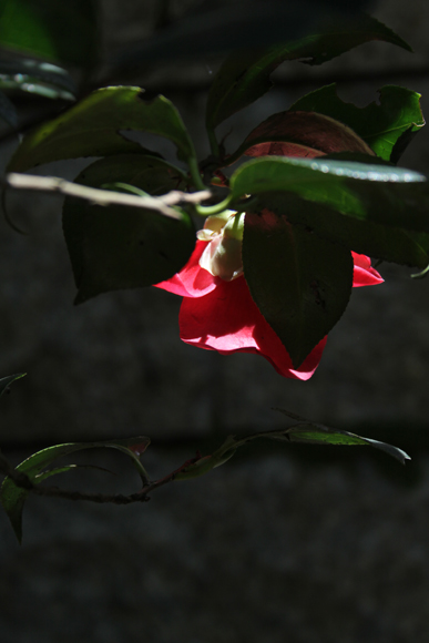 e0046147_2314631.jpg