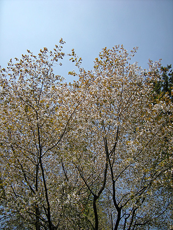 a0001354_22161677.jpg