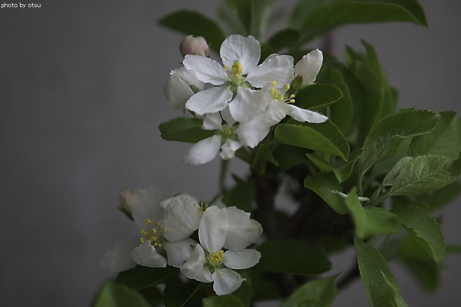 b0098362_5362554.jpg