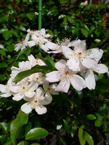 d0065364_1928505.gif