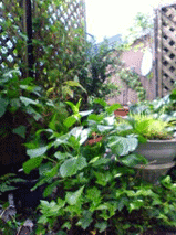 d0065364_23195644.gif