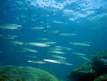 a0002177_2252331.jpg