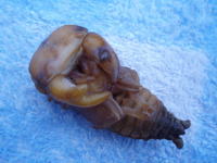 c0150582_632259.jpg