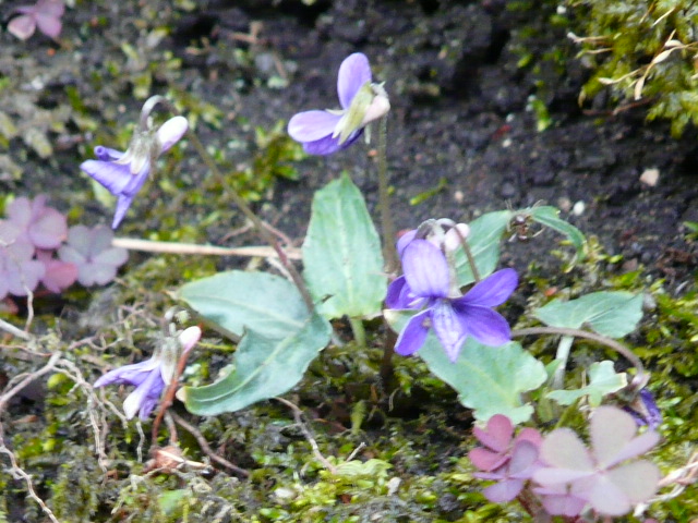 e0145782_17215789.jpg