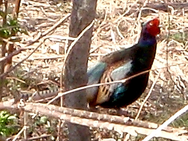 a0007388_105237.jpg