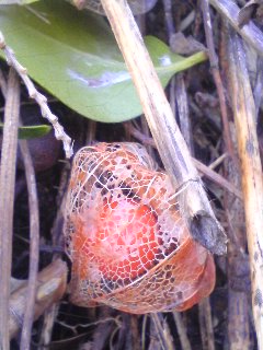 c0095492_049270.jpg