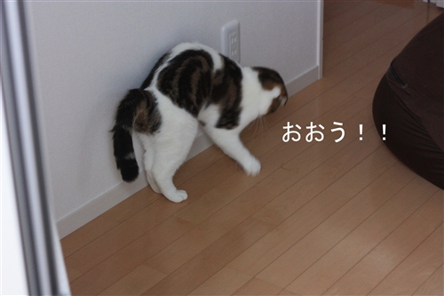 e0149299_717897.jpg
