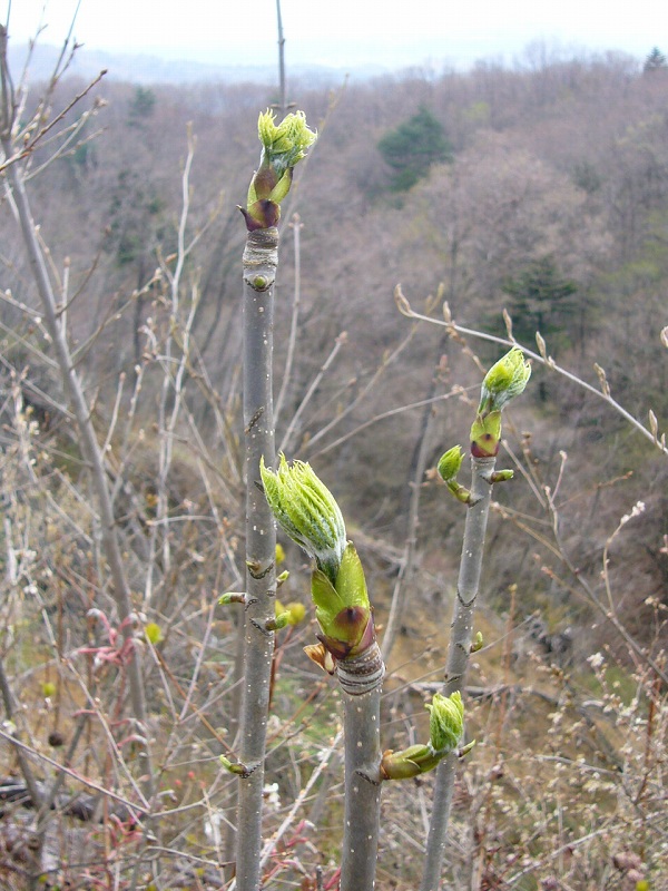 b0050305_17412574.jpg