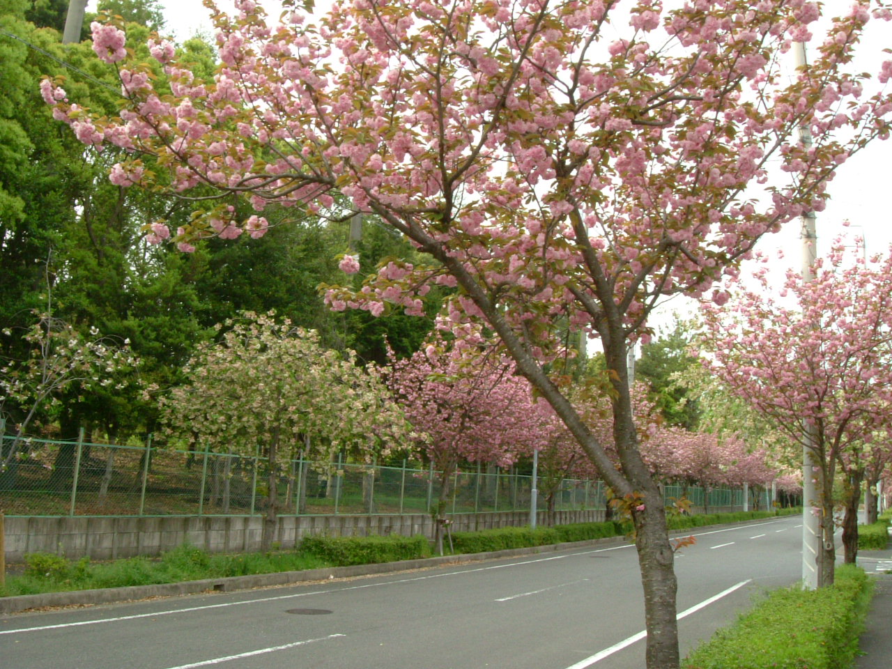 b0147710_14475896.jpg