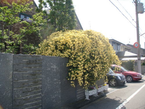 e0134032_2010224.jpg