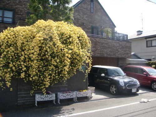 e0134032_2092464.jpg