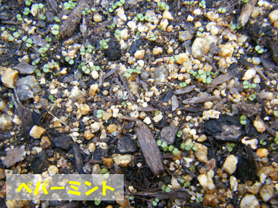 f0008935_13551234.gif