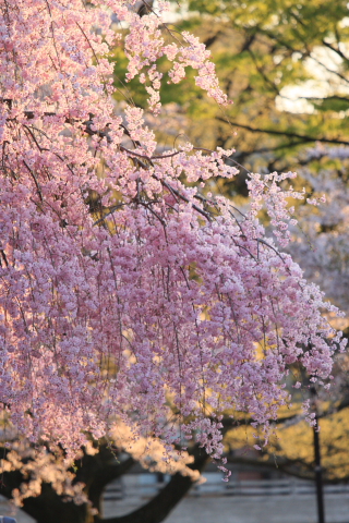 a0024250_074696.jpg