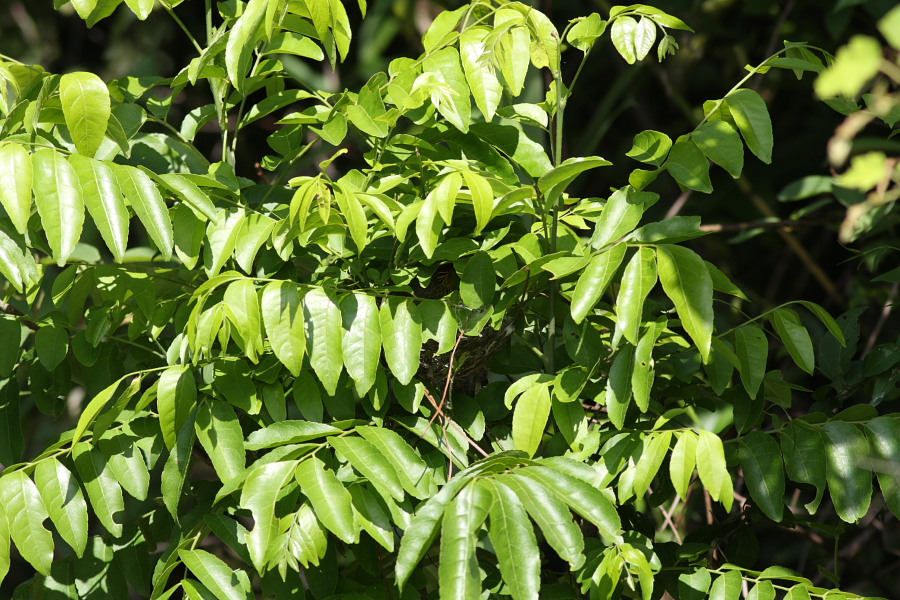 a0094850_9534371.jpg