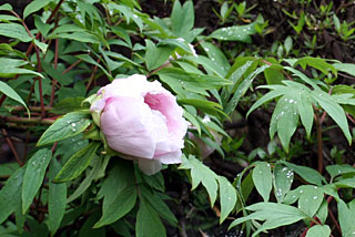 c0016056_2129177.jpg