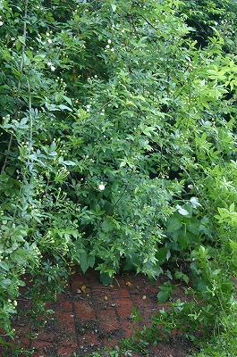 b0120159_22271370.jpg