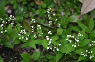 b0120159_2231853.jpg