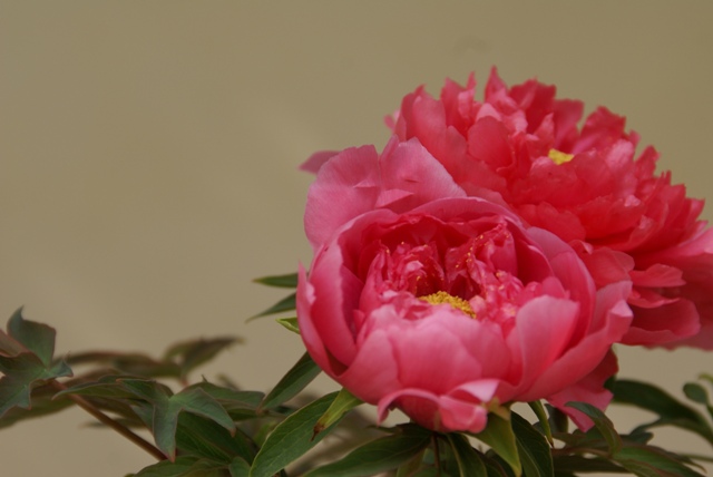 a0091666_2338238.jpg
