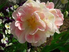 e0100275_0195634.jpg