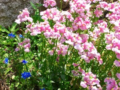 e0100275_0441748.jpg