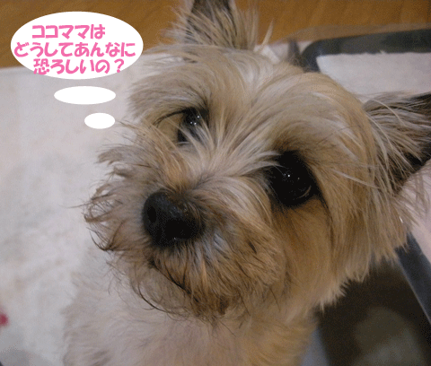 e0066883_23543644.gif