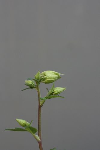 e0082098_1014598.jpg