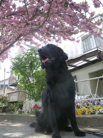 c0050400_165509.jpg