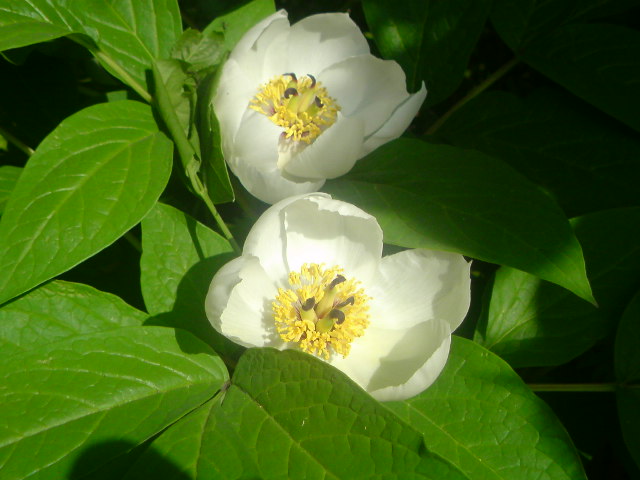 f0052603_22314754.jpg