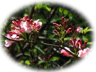 b0014607_20342011.gif
