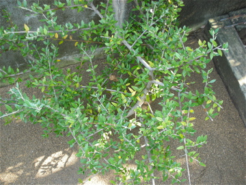 c0145209_1726592.jpg