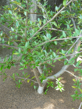 c0145209_17271376.jpg