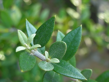 c0145209_17324829.jpg