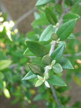 c0145209_1733195.jpg