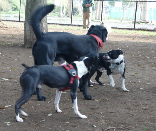 c0101713_1549499.jpg