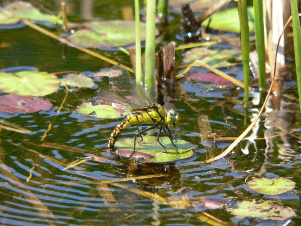e0002314_18214163.jpg