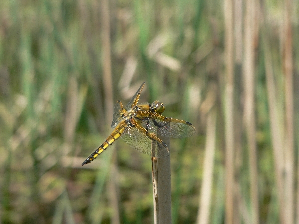 e0002314_18223534.jpg
