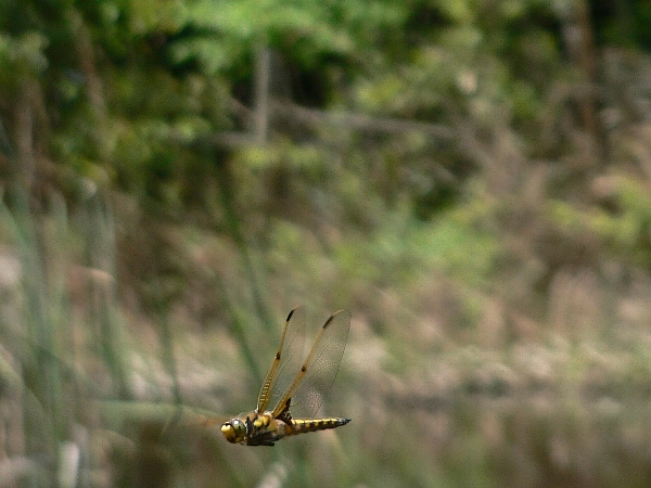 e0002314_18224527.jpg