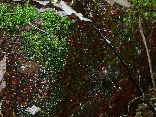 e0002314_18315328.jpg
