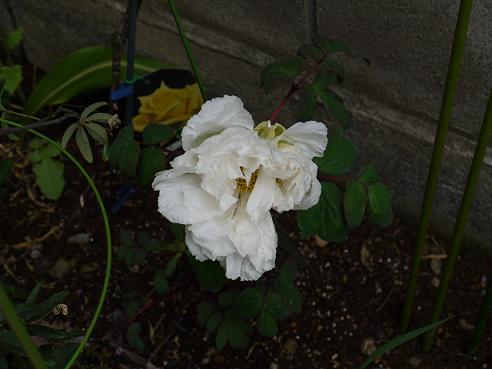 c0146637_0185343.jpg